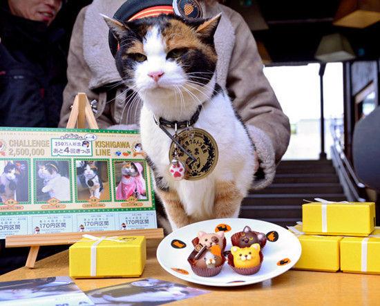 日本车站的花猫站长阿玉