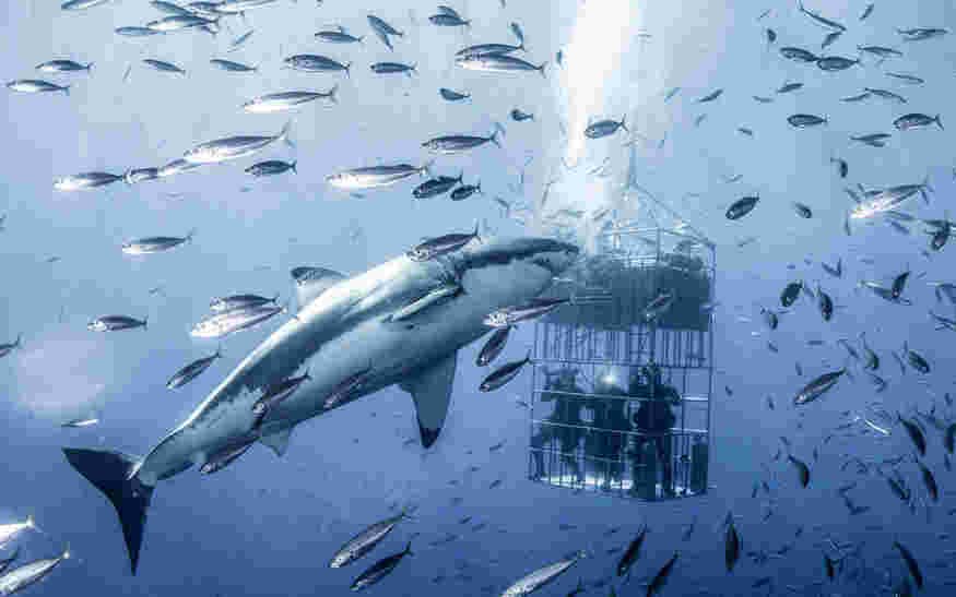 墨西哥大白鲨水下“挑逗”研究员 人类显“娇小”