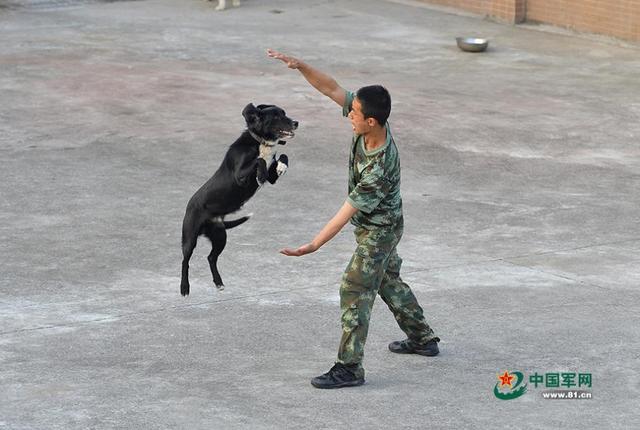 中国,白俄及哈国训犬师将参加"忠实朋友"训犬竞赛