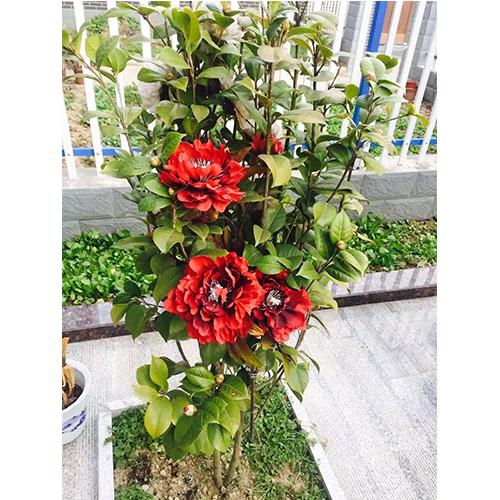 猜成语神算_神算子(3)