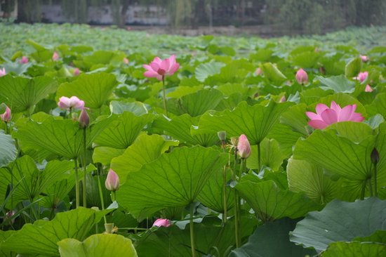 圆明园荷花节打造互动平台三大活动征集报名