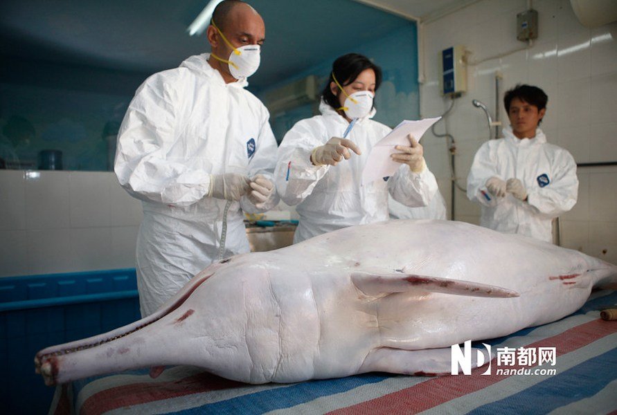 组图:<em>中华白海豚</em>深圳<em>搁浅</em> 抢救45天后死亡_新