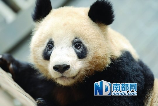 杭州动物园大熊猫黑眼圈变白 园方称可能长螨