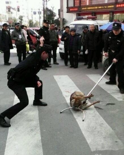 高清图—四川南充阆中市宾馆门口一只流浪狗被警察杖毙