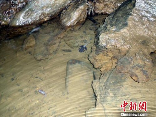 四川长宁现透明鱼 证实属红点齿蟾幼体蝌蚪