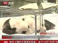 视频：西班牙双胞胎熊猫幼仔首次与公众见面
