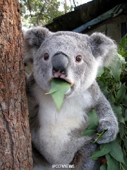 澳大利亚近700只考拉被实施安乐死:因难以觅食