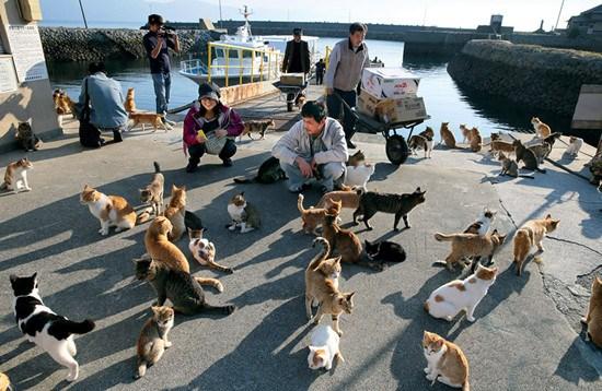 日本猫岛图片