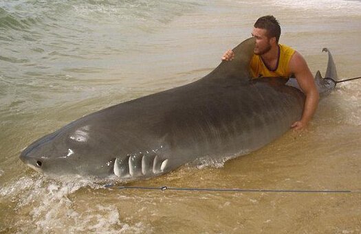 澳洲青年钓到4米虎鲨 周旋3小时放归大海