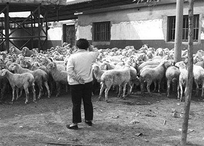 山東肉羊第一鎮(zhèn)瘦肉精泛濫 羊肉行銷十七省市