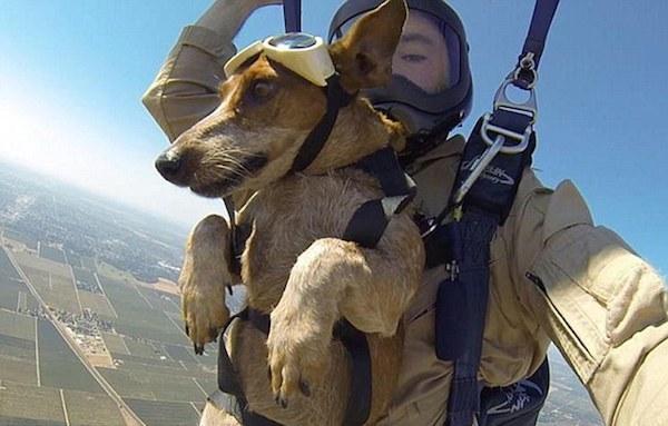 实拍呆萌腊肠犬高空跳伞_新闻_新狐网