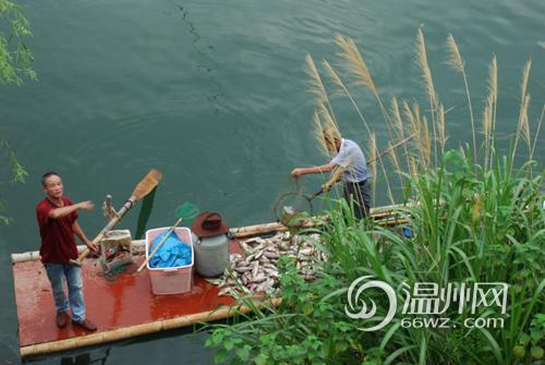 温州饮用水源地漂大量死鱼：有人运来一货车放生