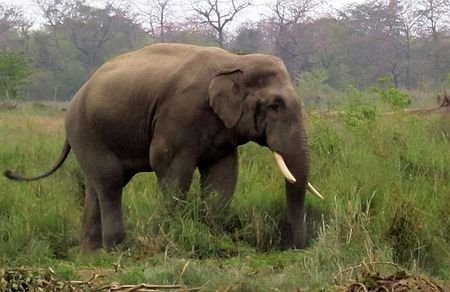 尼泊尔一雄性大象因“恋爱”未果不断酿命案