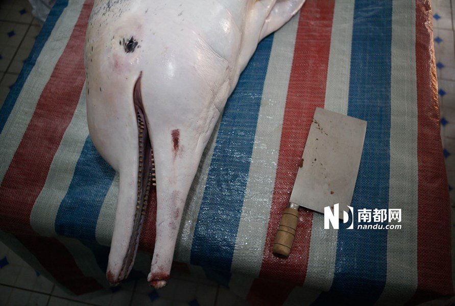组图:<em>中华白海豚</em>深圳<em>搁浅</em> 抢救45天后死亡_新