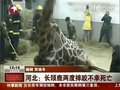 视频：保定动物园一长颈鹿倒地脑血管破裂死亡