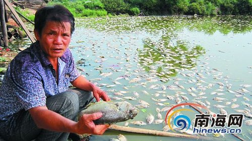 临高养殖户:市场排污进鱼塘 害死近万斤鱼