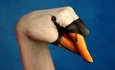 畫家創作手上動物園