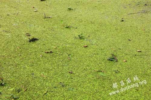 鄱阳湖水域现蓝藻 专家：湖口建坝将大面积爆发