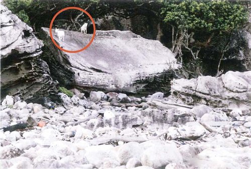 Japan is investigated to grab Diaoyu Island to get biology resource greatly (group plan)