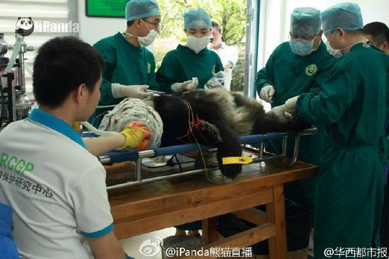 四川雅安野生大熊猫疑遭猛兽攻击受伤死亡