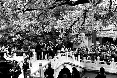 北京公务员最新时事:香山红叶本周末变色率将