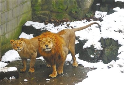 杭州动物园游客搓雪球砸狮子取乐(图)