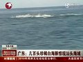 视频：数百珍稀白海豚频现广东汕头海域