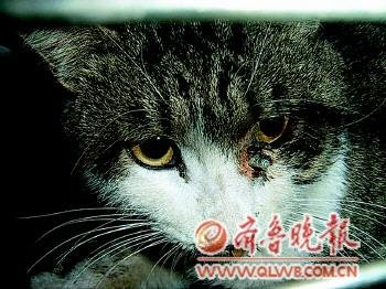 小花猫头部被钢钉贯穿,靠近眼窝的地方露着钉尾。