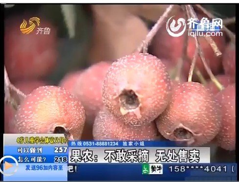 山东千万斤山楂滞销 价格低至每斤3毛钱(图)