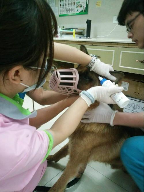 图为德牧正在兽医诊所接受治疗