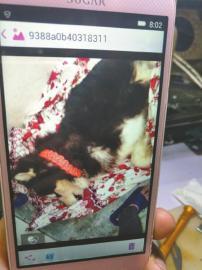 女子爱犬送至机构训进行训练 3个月后突然死亡