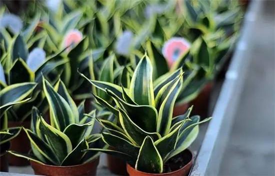 客厅养这5种植物,空气净化器都省了!