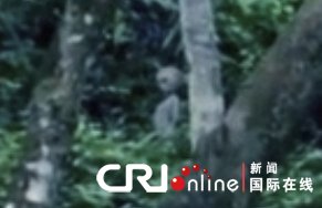 英国游客在巴西雨林中拍到疑似外星人视频