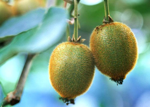 养生:芒果防皱纹 常吃8水果堪比保健品