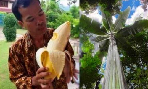 ���·��ָ�25�׾޴�Ž��� ��ʵ������ͬʳ