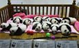 12 cyntaf baban newydd-anedig Panda
