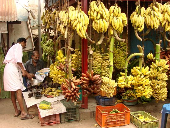菲商会称黄岩岛事件已致菲香蕉出口中国受阻