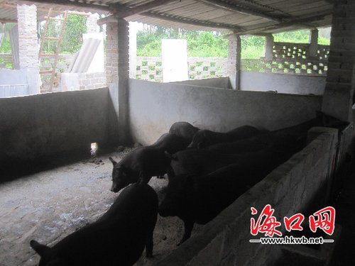 海口户主明知违建仍转租 租户200多头猪杀养两