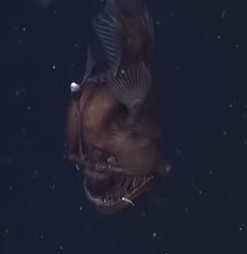美国研究人员在水下500多米处拍摄到一条雌性黑角安康鱼。（视频截图）