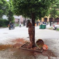  新郎被扒光泼狗血 拿灭火器喷 网友叹宁愿单身