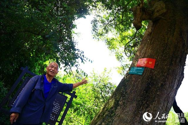 三十军指挥部旧址位于四川省雅安市芦山县龙门乡古城坪村，旧址外一棵桢楠古树参天而立，枝干呈现马头龙尾，被当地人称为“龙马树”。（朱虹 摄）