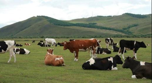 奶牛也讲出身 优良品种成就蒙牛品质