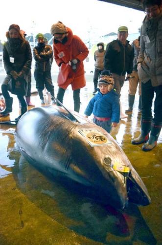 日本渔港捕获巨型金枪鱼。