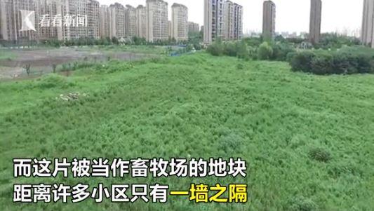 上海高档住宅区边现圈地放羊 有几只在马路上闲逛