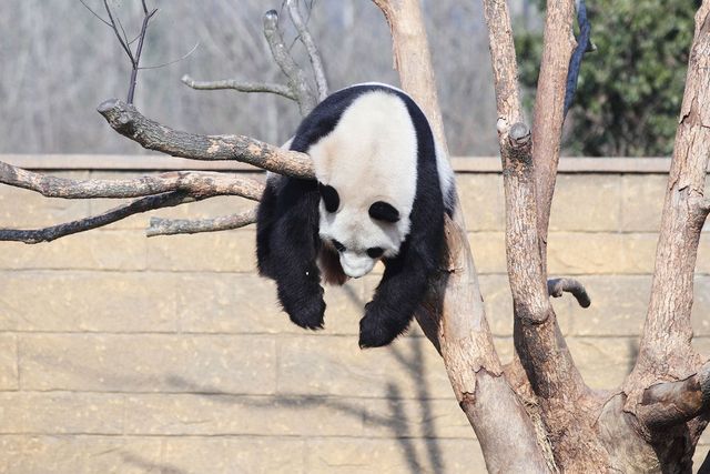 中华国宝区,元旦午后,大熊猫"丽丽"爬在一棵大树上睡觉,摆弄了各种