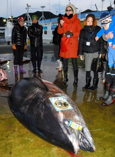 日本渔港捕获巨型金枪鱼。