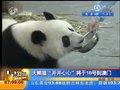 视频：中央政府赠澳门大熊猫18日送至澳门