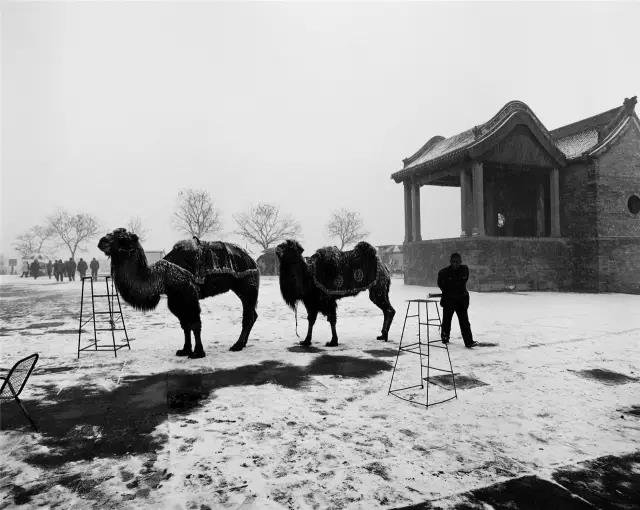 2005年2月24日,河南省浚县。在古庙前的雪地上,行人从等候为顾客拍照留念的骆驼前经过。 2005年2月24日,河南省浚县。在古庙前的雪地上,行人从等候为顾客拍照留念的骆驼前经过。