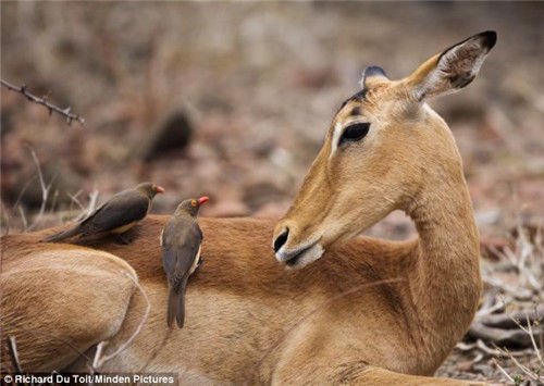 羚羊与牛椋鸟的关系显得“十分亲密”。