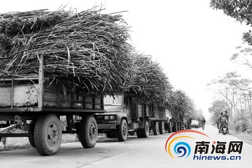 <em>海口</em>龙塘糖厂:百辆蔗车通宵排长龙等待<em>收购</em>[图